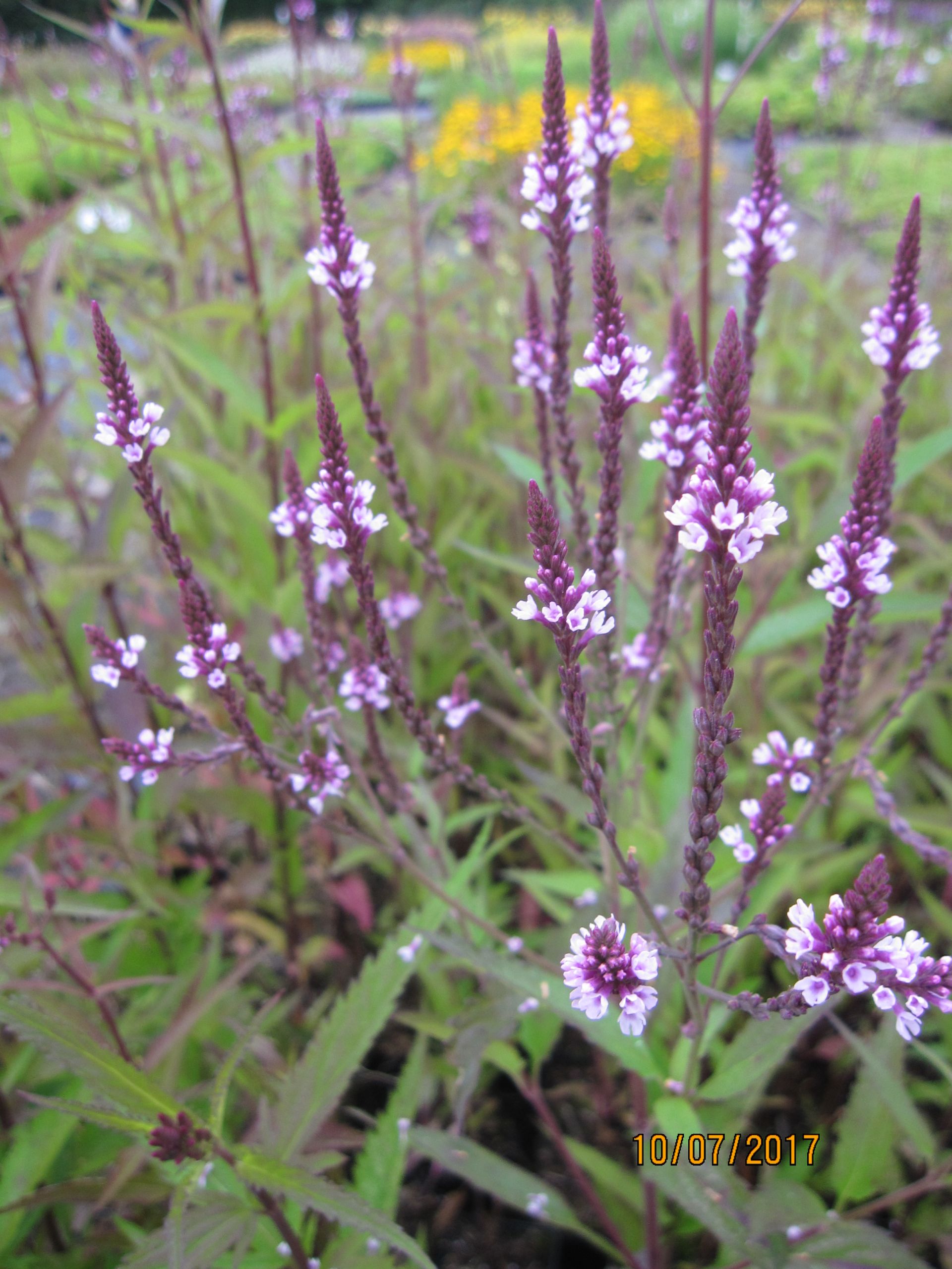 Verbena hastata Pink Spires Eisenkraut Pink Spires